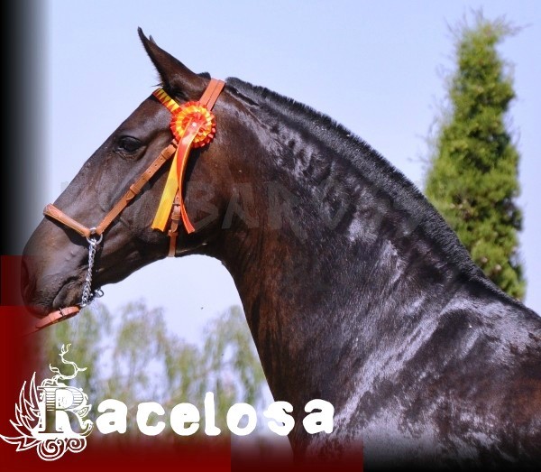 mares