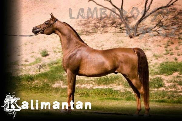 Kalimantan