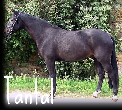 Tantal