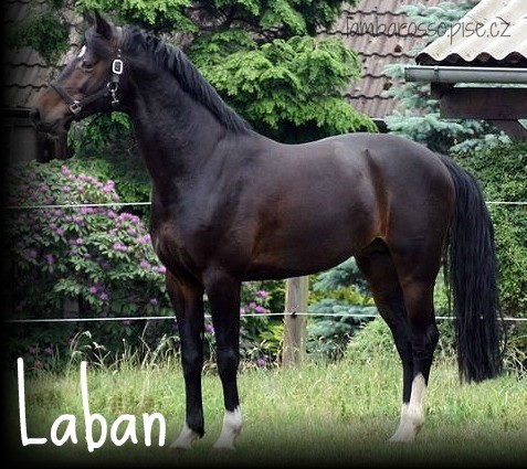 Laban