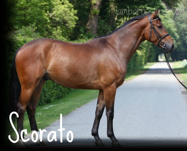 Scorato