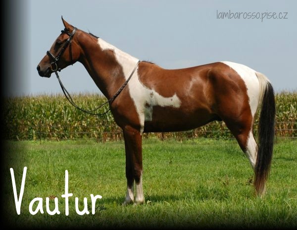Vautur