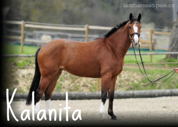 Kalanita