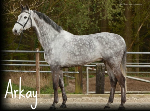 Arkay